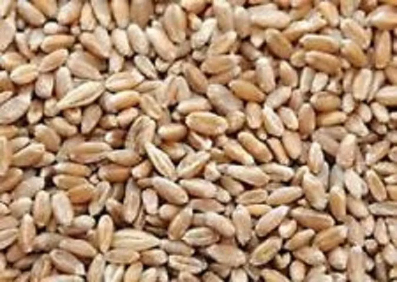 10lbs-cover-crop-wheat-winter-wheat 10Lbs Cover Crop Wheat (Winter Wheat)