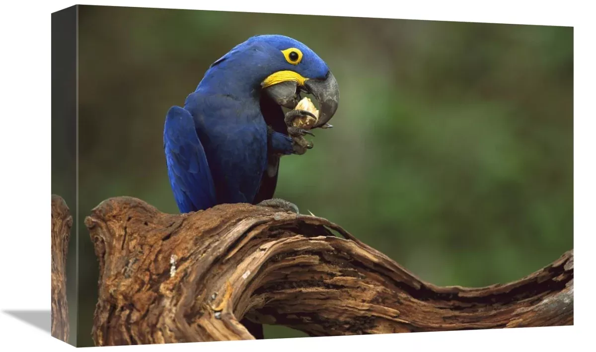 hyacinth-macaw-eating-piassava-palm-nuts-cerrado-brazil-canvas-art-18-x12 Hyacinth Macaw Eating Piassava Palm Nuts, Cerrado, Brazil-Canvas Art-18''X12''